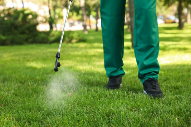 Best Termite Control Services  in Jamaica Beach, TX