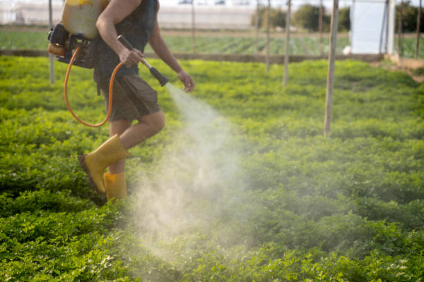 Best Affordable Pest Control Services  in Jamaica Beach, TX