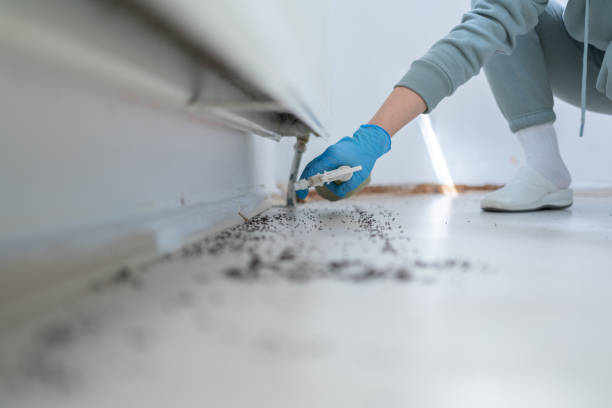Best Affordable Pest Control Services  in Jamaica Beach, TX